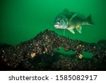 Freshwater Drum swimming over a shipwreck in the St. Lawrence River