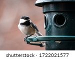 Black Capped Chickadee Perched...