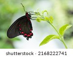 Variable Cattleheart Butterfly...