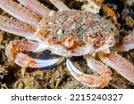 Close Up Of A Snow Crab...