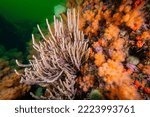 Finger Sponge and colorful Red Soft Coral underwater in the Gulf of St.Lawrence.