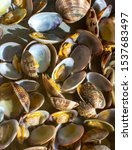 Small photo of Veracious clams of the Tyrrhenian Sea, typical seafood Italy