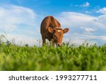 brown calf eating green grass, under the blue sky