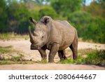 Small photo of White rhinoceros, square-lipped rhinoceros or rhino (Ceratotherium simum) Mpumalanga. South Africa.