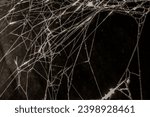 Small photo of Cobwebs on a dark background. Halloween Background - Real Cobweb