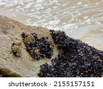 Ocean Rocks With Clusters Of...