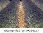 Small photo of Yellow dry 30cm wide gravel path separating two rows of lavender bushes in plantation, Vaucluse, Provance, France