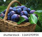 basket with fresh blue plums | Shutterstock . vector #1164193954