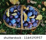 basket of fresh blue plums on... | Shutterstock . vector #1164193957