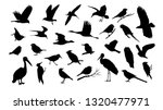 set of various bird vector...