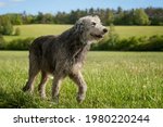 The majestic Irish Wolfhound without the collar walks peacefully across the meadow with proudly erected head. 