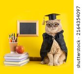 Small photo of Back to school, a cat student in a cap and mantle on a yellow background with a blackboard and school accessories. Concept of school, study, distant education. online courses. Funny cat professor