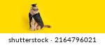 Small photo of Welcome back to school banner. Funny cat student wearing glasses and mantle on a yellow background. Teather's Day, Knowledge Day, Graduation, Back to school sale banner. Copy space. Promotion