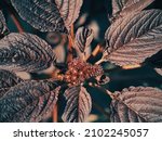 Small photo of Amaranth flower and leaves, close-up. Amaranth any plant of the genus Amaranthus, typically having small green, red, or purple tinted flowers.
