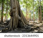 Small photo of Huge mangled roots of a banyan tree in the forest of Southeast Asia, a walking ficus.