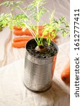 The top of a carrot planted in a tin. Once the plant produces flowers their seeds can be harvested and used to grow more carrots. This reduces food waste.
