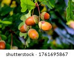 Acorns Fruits On Oak Tree...