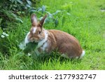 Small photo of Rabbit sitting on meadow and eating leaf. Close up lovely bunny eating rabbit on the green background. Red white funny rabbit eat grass in garden. Cute sweet furry pet bunny in summer day eating meal