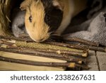 Small photo of Different type of chew stick for guinea pig. The chew stick is good for the teeth and can be chewed safely. Small animals that move teeth must grind their teeth.