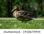 Beautiful duck walking on the grass