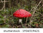 Red Fly Agaric In The Leaves Of ...