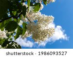 A Branch Of White Lilacs On A...