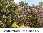 Flowering Lilac Bushes In The...