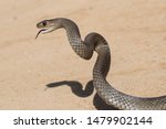 Eastern Brown Snake In Striking ...