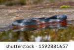 Red Bellied Black Snake With...