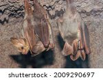 Small photo of Australian Ghost Bats at roost
