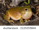 Australian Green Tree Frog...
