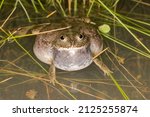 Australian Water Holding Frog...
