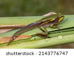 Small photo of Tadpole of the Green and Golden Bell Frog changing into a frog
