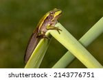 Small photo of Tadpole of the Green and Golden Bell Frog changing into a frog