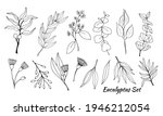 large set of eucalyptus leaves... | Shutterstock .eps vector #1946212054