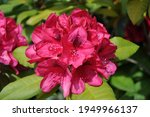 Small photo of Rhodendron 'Lord Roberts' in bloom, England, UK - Deep Crimson blooms from this variety with funnel-shaped flowers, marked with black in the throat.