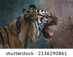 Small photo of Front view of Sumatran tiger. Portrait of Sumatran tiger (Panthera tigris sumatrae)