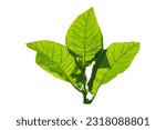 Tobacco leaves isolated white...