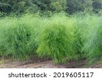 Small photo of Agriculture concept, Asparagus tree in the field in countryside, Garden asparagus plant in the farm, folk name sparrow grass is a perennial flowering plant species in the genus Asparagus.