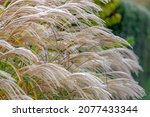 Selective focus of white fluffy flower Chinese prachtriet with morning frost, Miscanthus sinensis or maiden silvergrass is a species of flowering plant in the grass family Poaceae, Nature background.