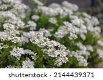 Small photo of Selective focus of white Iberis sempervirens flower in the garden, The evergreen candytuft or perennial candytuft is a species of flowering plant in the family Brassicaceae, Nature floral background.