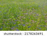 Small photo of Selective focus of multicolored wildflowers between green grass meadow in spring, Phacelia tanacetifolia and blue Centaurea cyanus or cornflower, Blue tansy or purple tansy, Nature floral background.