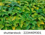 Selective focus green yellow leaves of Urtica dioica in Autumn (known as common nettle) Stinging nettle is a herbaceous perennial flowering plant in the family Urticaceae, Nature pattern background.