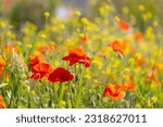 Small photo of Selective focus of multicolored wildflowers growing on green grass meadow in spring, Red papaver rhoeas (Common poppy) Yellow Rapeseed or Oilseed rape occur (Sinapis alba) Natural floral background.