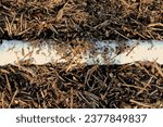 Small photo of View of the drainage pipe of a composting windrow under construction, to collect the slurry generated in the composting process of decomposing organic matter.