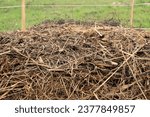 Small photo of Close-up view of the layer of straw, or dry grass, from a compost windrow, used to cover decomposing organic material through the composting process.