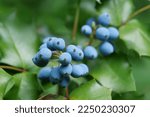 Small photo of Blue berries of Oregon Grape Root or Mahonia aquifolium or Trailing Mahonia or Holly-leaved barberry