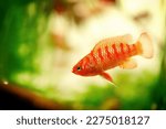 Small photo of Dario dario red male gender tropical freshwater fish in aquarium. Dwarf Bengal, Dwarf Bengal, Scarlet, Scarlet Dwarf, Red Scarlet Dwarf fish underwater swimming macro close up