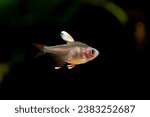 Small photo of Hyphessobrycon bentosi, Rosy tetra aquarium fish on the natural background isolated underwater
