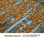 Drying Robusta coffee beans in Thailand.
